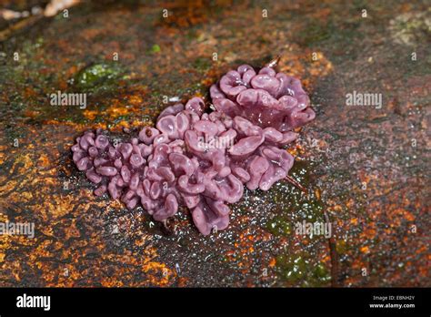 Purple Jellydisc Ascocoryne Sarcoides On Deadwood Germany Stock
