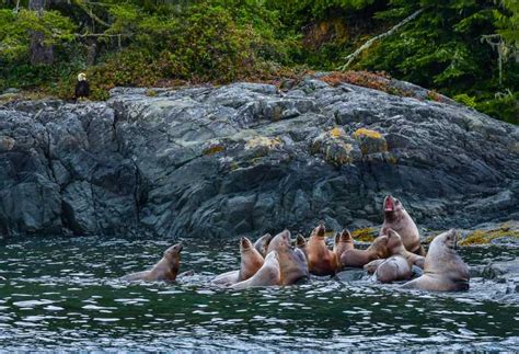 Telegraph Cove 3 Hour Whale Watching Tour In A Zodiac Boat Getyourguide