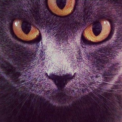 45 Best Images About Three Eyed Cat On Pinterest Cats Eyes And Aliens