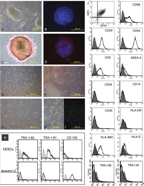 Characterization And Derivation Of Human Embryonic Stem Cell