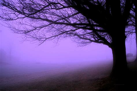 Purple Haze December Fog By The Sleepy Pin Oak Pa Photograph By Thomas