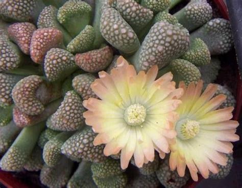 Titanopsis Primosii Indigenous South African Succulent 10 Seeds