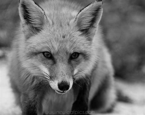Black And White Fox Photograph Red Fox Wall Art By Newleafpics