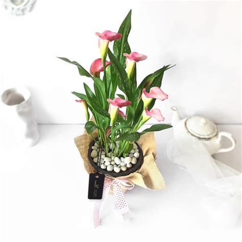 Online since 2002 · online since 2002 · larger plants & trees Pink Calla Lily Potted Plant Gift: Order Flowers Online ...