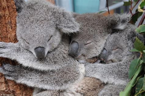 Three Koala Bears At Sydneys Taronga Zoo Enjoy Some Down Time Daily