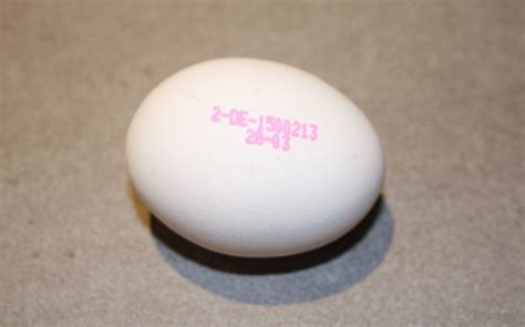 Hühnereier Bio Eier Bodenhaltung und Kleingruppenhaltung EierWissen