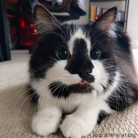 Adorable Little Black And White Cat With A Blep Pretty Animals Cute