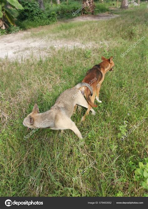 Stray Dogs Mating Plantation Stock Photo by ©sweemingyoung 579453552