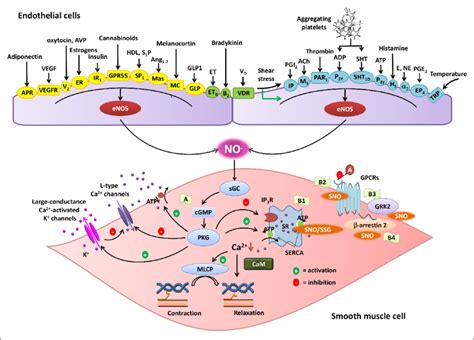 Regulation Of Vascular Tone By Endothelium Derived Nitric Oxide NO