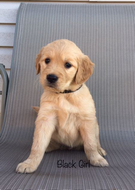 Before buying a puppy it is important to understand the associated is it likely that a golden retriever will raise an alarm or otherwise protect kids in the yard if a bear is near? Litter of 5 Golden Retriever puppies for sale in ALLIANCE ...