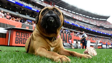 Cleveland Browns Bullmastiff Mascot Swagger To Retire On Sunday Fox 8