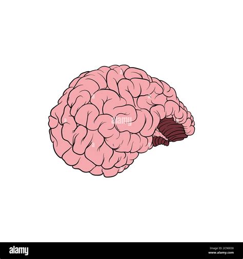 Realistic Illustration Of A Human Brain Stock Vector Image And Art Alamy
