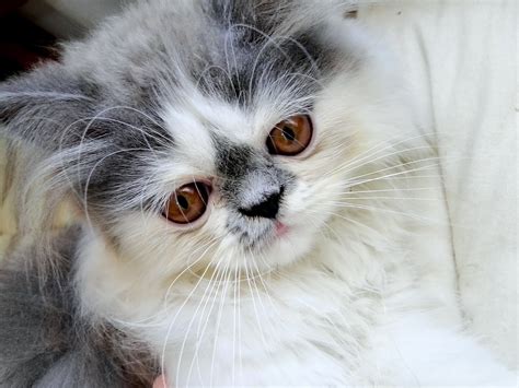 Nice with children and other cats. Persian Cats History and Personality - Pets and Cuteness