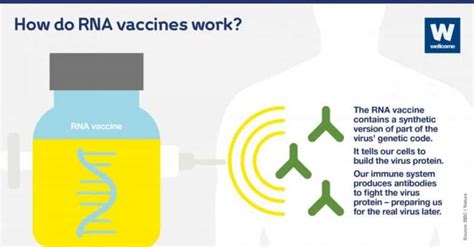 İnaktif ve mrna aşısı arasındaki farklar neler? mRNA Aşısı Nedir? Diğer Aşılardan Neden Ve Nasıl Farklıdır?