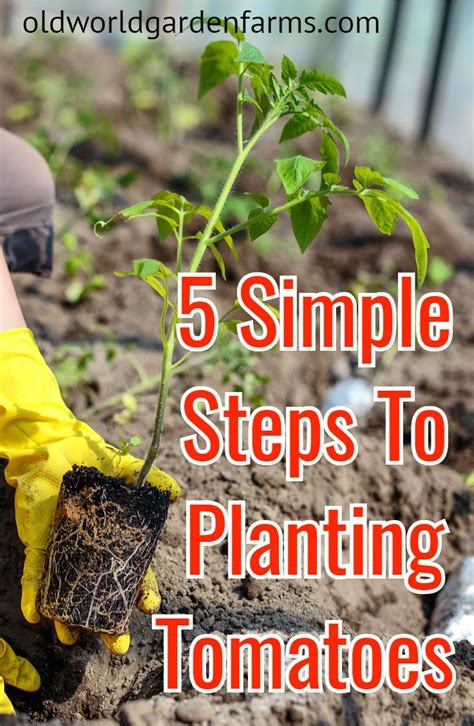 The Best Way To Plant Tomatoes 5 Simple Secrets To Success Organic