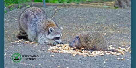 Do Raccoons Eat Groundhogs