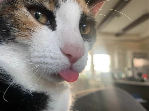 “cats Making Funny Faces” 58 Of The Most Adorkable Felines That Were