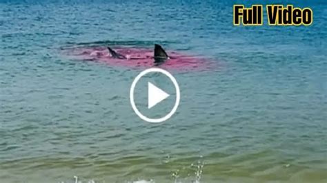 sydney shark attack video went viral reddit and twitter link leaves everyone scandalized
