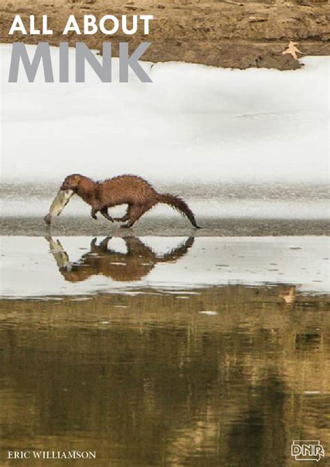The Mighty Mink Cool Things You Should Know Dnr News