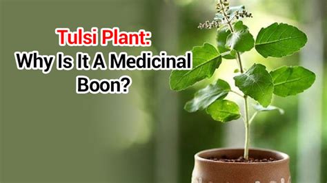 Benefits Of Tulsi Plant And Worshipping Rituals