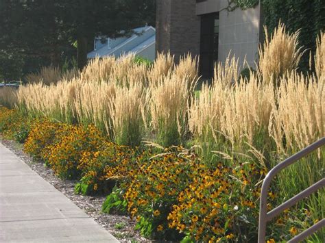 Ornamental Grasses Are Expected To Continue To Dominate In 2015 Tall
