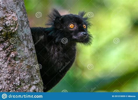 Black Lemur â€ Male Portrait Eulemur Macaco Madagascar Nature
