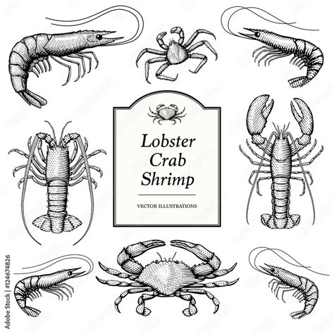 Hand Drawn Illustrations Of Crustaceans Prawn Shrimp Crab Lobster