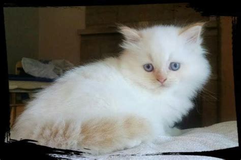 Himalayan kitten for sale in palm coast for $1150 that was born on thursday, february 22, 2018 posted by gin basler. Male Flame Point Himalayan for Sale in Fort Wayne, Indiana ...