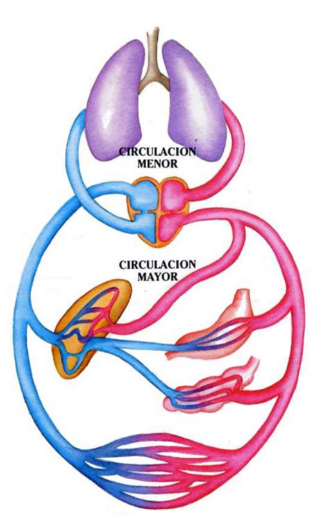 El Sistema Circulatorio La Circulación Se Divide En Dos Ciclos