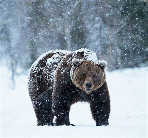 Brown Bear Walking In The Snow — Stock Photo © Luaar 133430050