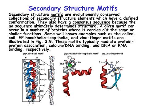 Ppt Chap Protein Structure Function Powerpoint Presentation Id
