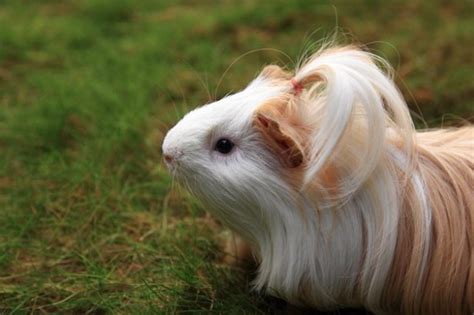 Little pig due to pig like squeals and chunky body type. Top 12 Different Types of Guinea Pig Breeds