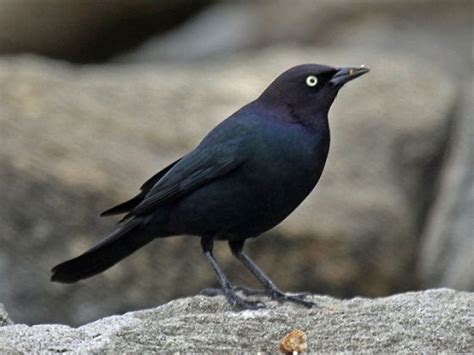 10 Types Of Black Birds With Name Origin And Characteristics 10largest