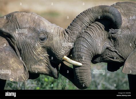 African Elephants Touch Trunks Hi Res Stock Photography And Images Alamy