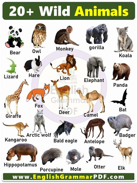 20 Wild Animals Name With Pictures English Grammar Pdf Animals Wild