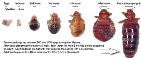 Dead rats and the remaining poison need to be burned and buried in soil. What do bed bugs look like? | Pest Cemetery