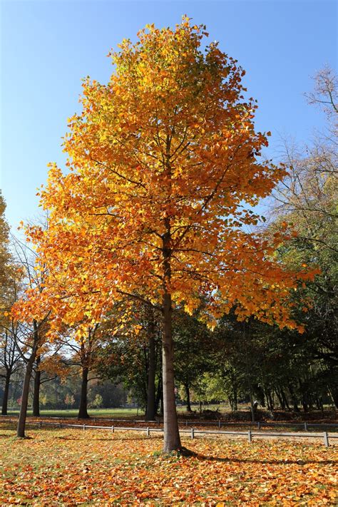 The 15 Best Trees For Backyard Landscaping Bob Vila