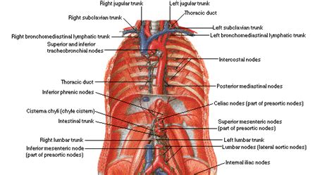 Dentalaka Free Download Abdomenspleenliver Anatomy And Physiology