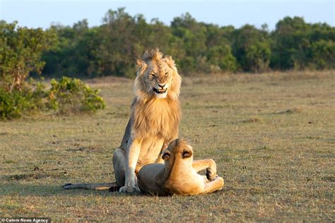 Funny Pictures Of Lion Looking Proud And Passionate As He Mates With A