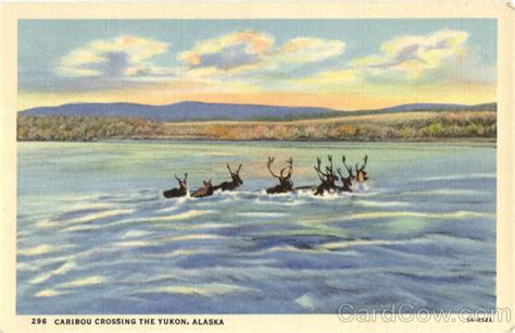Caribou Crossing The Yukon Scenic Ak