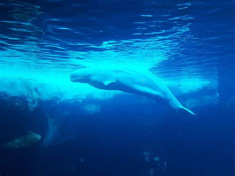 Beluga Whale New Tab Cool Beluga Hd Wallpaper Pxfuel