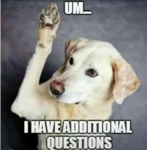 dog meme questions memes   pinterest memes dogs  dog memes