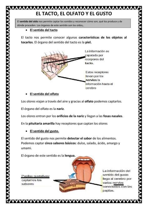 El Tacto El Gusto Y El Olfato Worksheet Live Worksheets