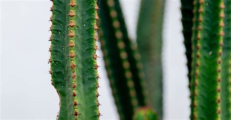 Green Cactus Plant In Close Up Photography · Free Stock Photo