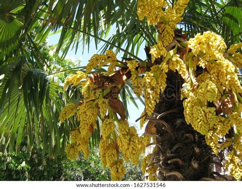 Large Yellow Flowering Palm Tree Close Stock Photo 1627531546