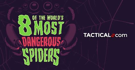 Infographic What Are The Worlds Most Dangerous Spiders