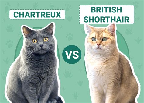 Chartreux Vs British Shorthair Whats The Difference With Pictures