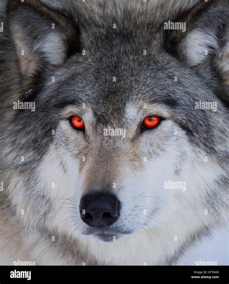 Red Eyes Wolf Portrait Stock Photo Alamy