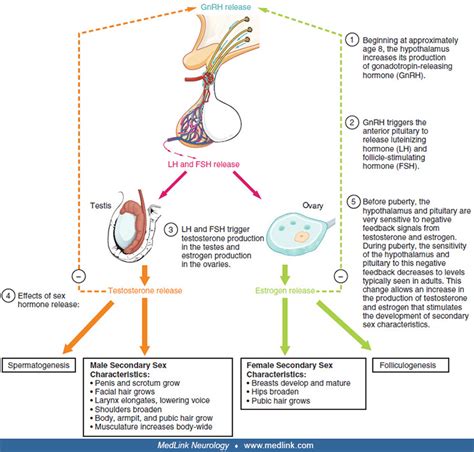 Sex Hormones And The Nervous System Medlink Neurology