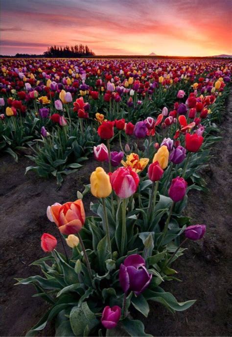 Tulip garden | Flores tulipanes, Campo de flores, Jardines
